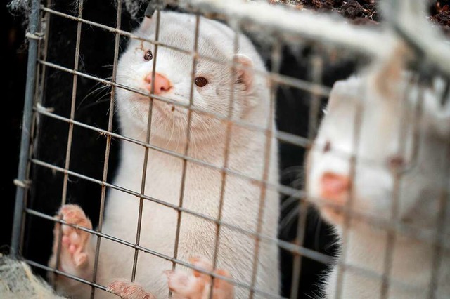 Gut zwei Jahre nach der Massenkeulung ...rsten Tiere auf dem Weg nach Dnemark.  | Foto: Mads Claus Rasmussen (dpa)