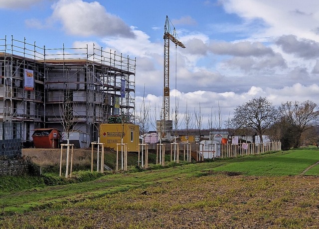 24 Spitzahorne wurden nrdlich des Gebiets Europa-Feld gepflanzt.  | Foto: Gemeinde