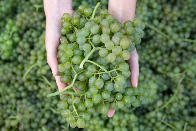 Winzer investieren 9,5 Millionen Euro in eine Traubenannahmestelle in Knigschaffhausen