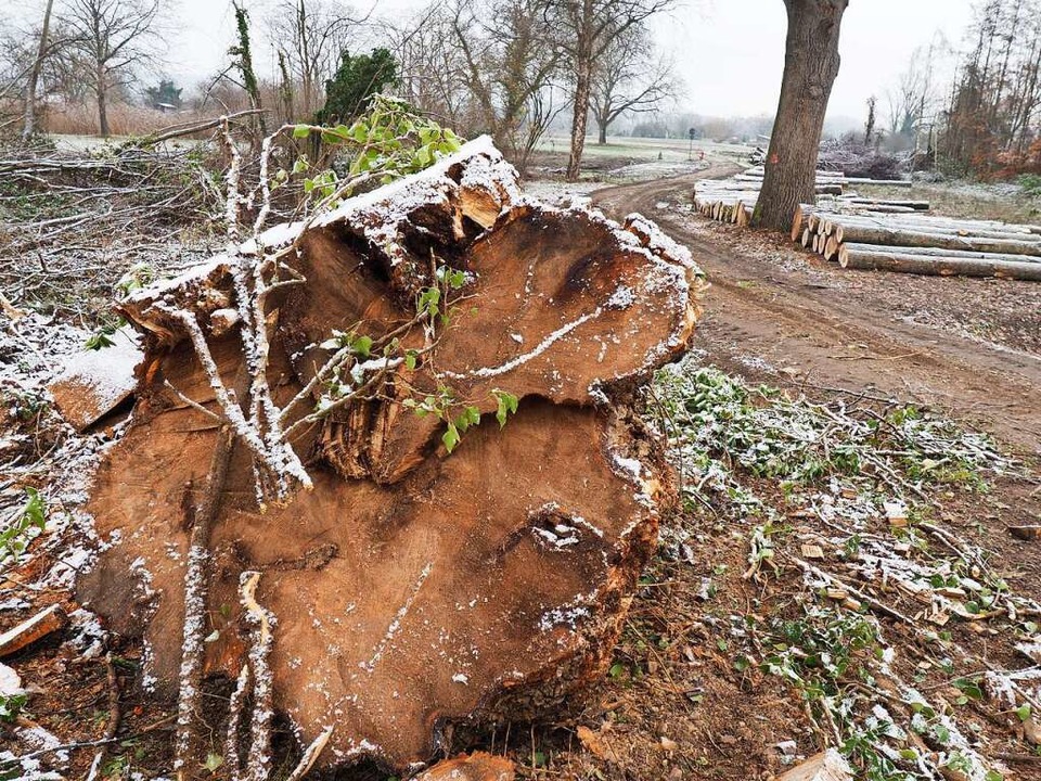 Gefllte Bume beim Damm in Burkheim  | Foto: Reinhold John
