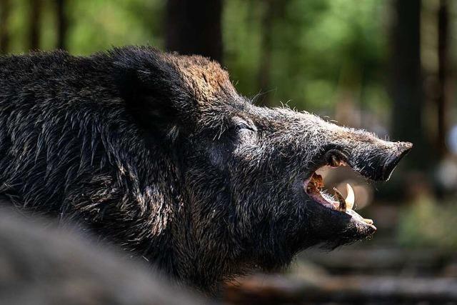 Der Wildschwein-Bestand auf dem Dinkelberg ist stark geschrumpft