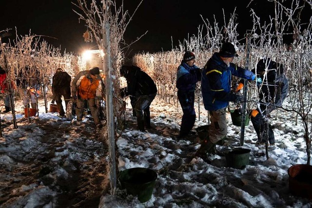 Eiswein-Lese in Britzingen  | Foto: Volker Mnch