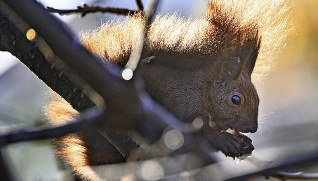 Ein Eichhrnchen futtert eine Haselnuss.  | Foto: Bernd von Jutrczenka (dpa)