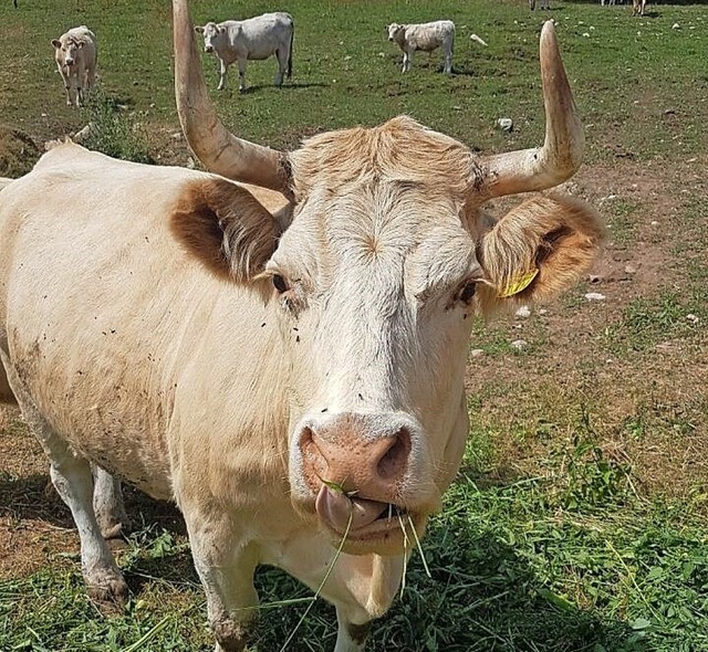 Rinder auf dem Hof von Pia Pachers Opa  | Foto: Privat