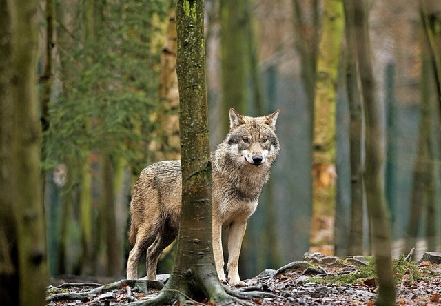 Der Wolf &#8211; die einen freuen sich, die anderen rgern sich ber ihn.  | Foto: Klaus-Dietmar Gabbert (dpa)