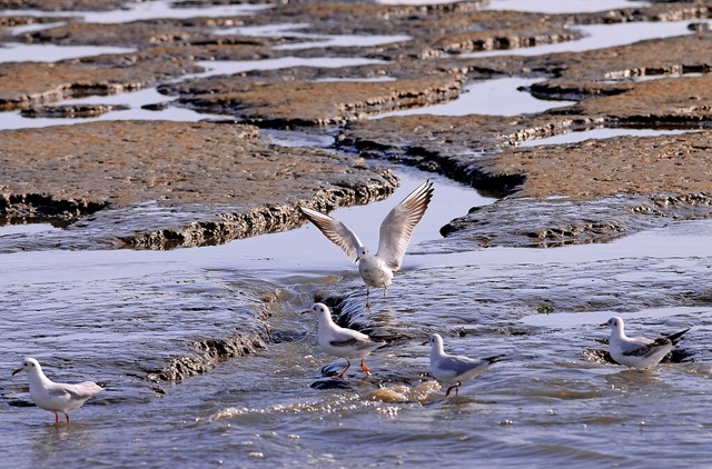 Mwen suchen nach Nahrung im Wattenmeer.  | Foto: A3472 Frank May