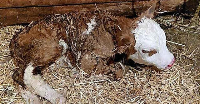 Das neugeborene Klbchen &#8211; gemtlich im Stroh im Stall  | Foto: Privat