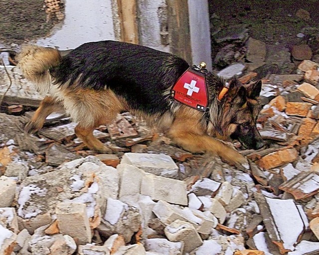 Die wertvolle Arbeit der Rettungshundestaffel bentigt Untersttzung.   | Foto: BRH-Rettungshundestaffel Breisgau-Ortenau