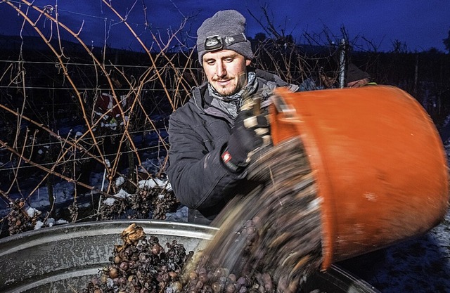 Bei der Eisweinlese in Auggen   | Foto: Alexander Anlicker