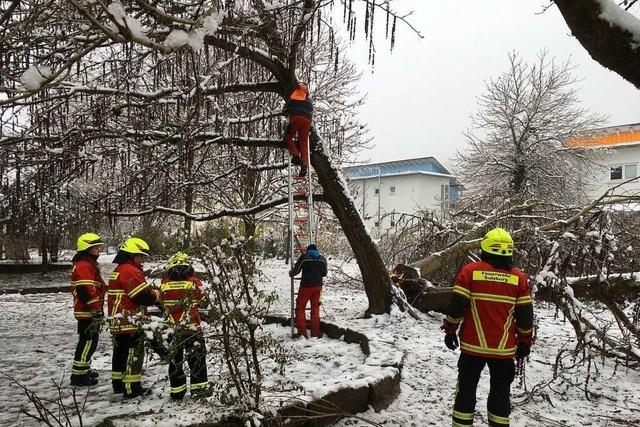 Schnee und Eis brachten Bume bei Sulzburger Kita zum Umstrzen