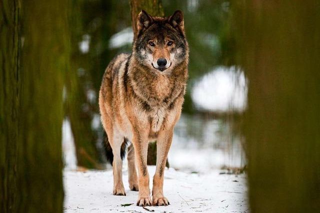 Der Wutacher Wolf kann nicht identifiziert werden