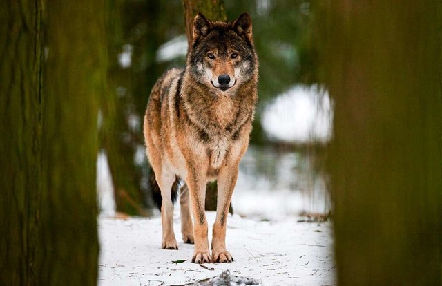 Ob es sich bei dem Tier um einen berei...kann die FVA abschlieend nicht sagen.  | Foto: dpa