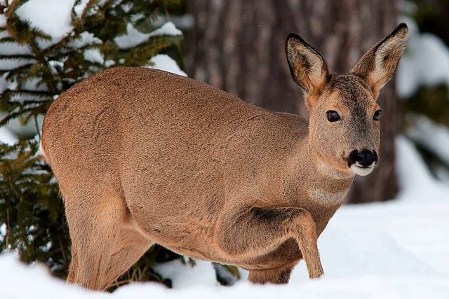 Werden Wildtiere nicht gestrt, kommen sie gut durch den Winter.  | Foto: Erich Marek (Landesjagdverband)