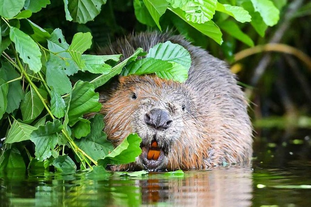 Nah am Wasser gebaut: Biber leben an G...m Foto wurde in Brandenburg gesichtet.  | Foto: Patrick Pleul (dpa)