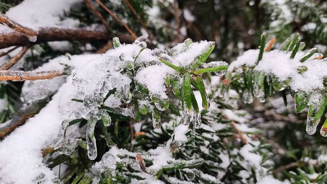 Eis und Schnee wiegen schwer auf einer Eibe   | Foto: Jasmin Breithut