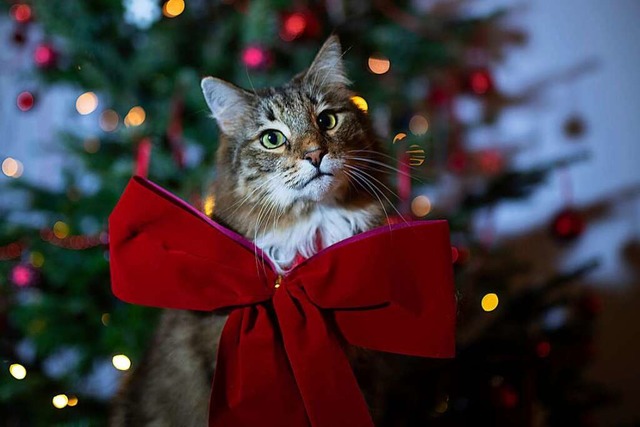 Tiere sind keine geeigneten Weihnachtsgeschenke.  | Foto: Ina Fassbender (dpa)