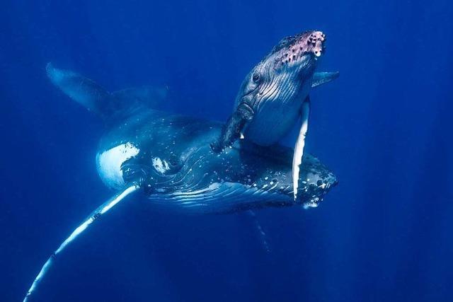 Es gibt wieder mehr Buckelwale – aber ihre Zukunft sieht nicht rosig aus
