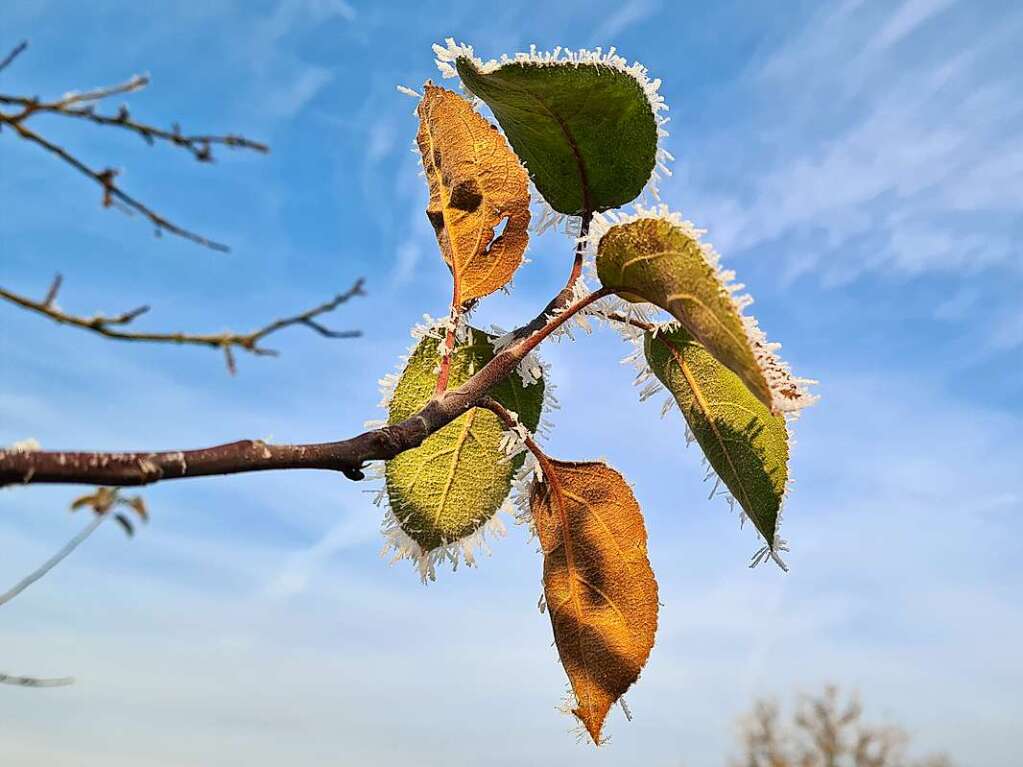 Winter auf dem Schutterlindenberg