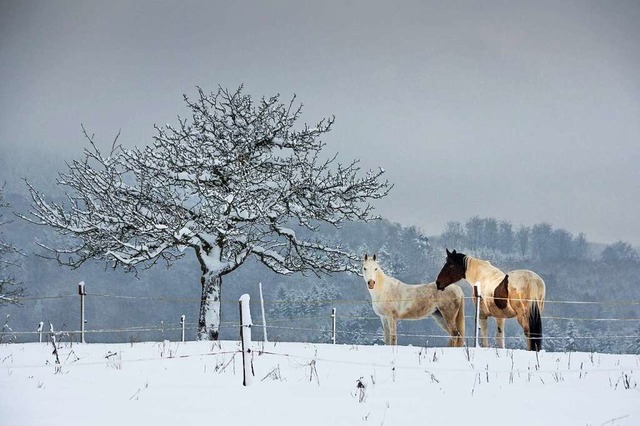 Verschneite Koppel bei Hgelberg.  | Foto: Bernhard Trnkle