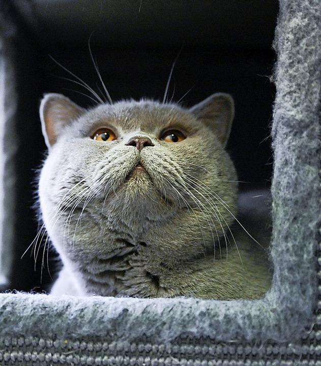 Wer eine Katze zu Weihnachten verschen... wie Kosten und Pflege im Blick haben.  | Foto: Bernd Weibrod (dpa)