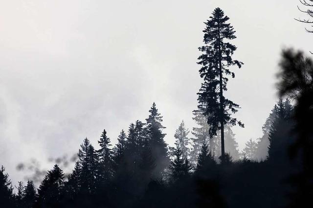 Der Zustand von Baden-Württembergs Wald wird immer schlechter