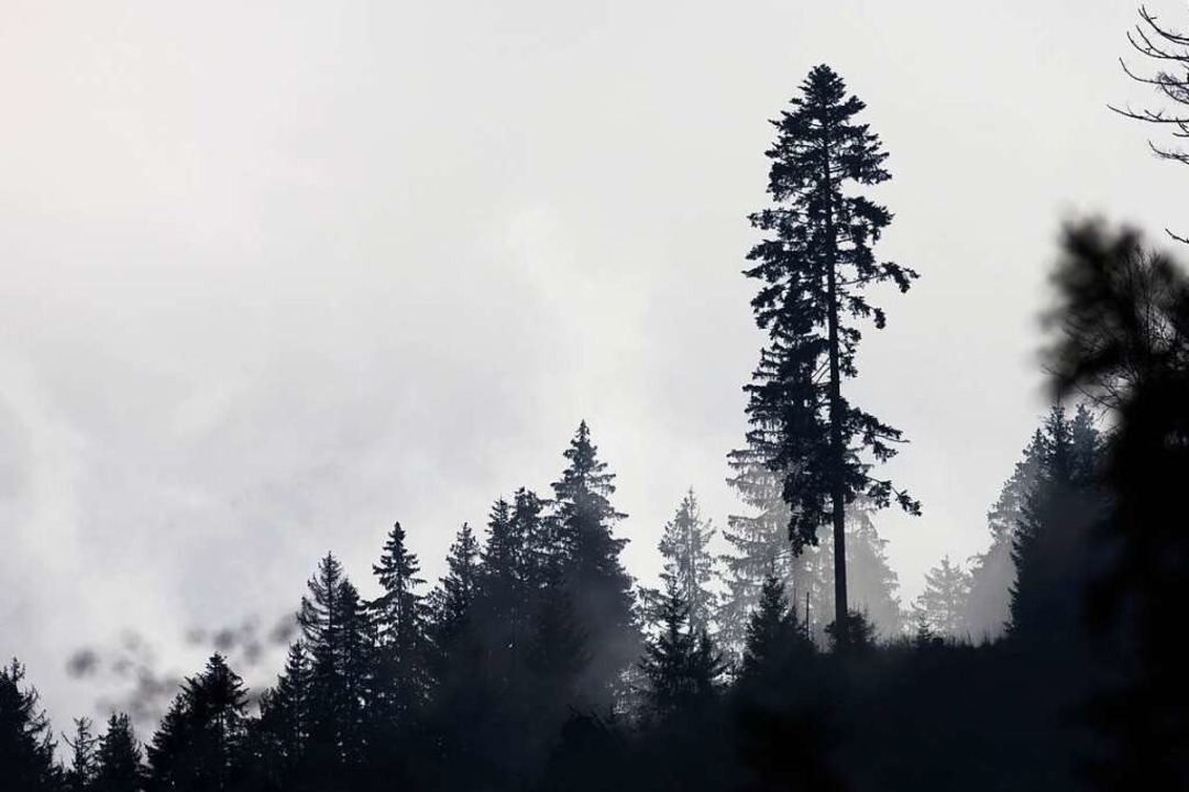 Bäumen sind auf einem Bergrücken des Schwarzwalds zu sehen  | Foto: Philipp von Ditfurth (dpa)