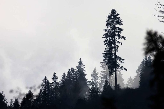 Bumen sind auf einem Bergrcken des Schwarzwalds zu sehen  | Foto: Philipp von Ditfurth (dpa)