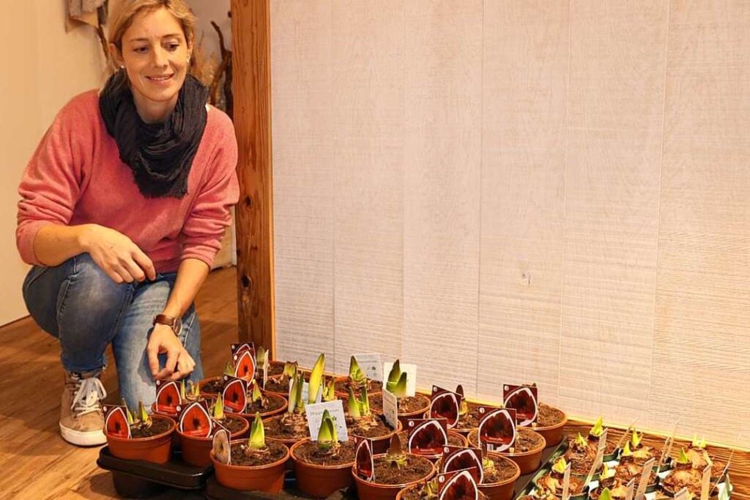 So kauft wohl kaum jemand eine Amaryll...ernen, Zapfen oder Kugeln aufhbschen.  | Foto: Martha Weishaar