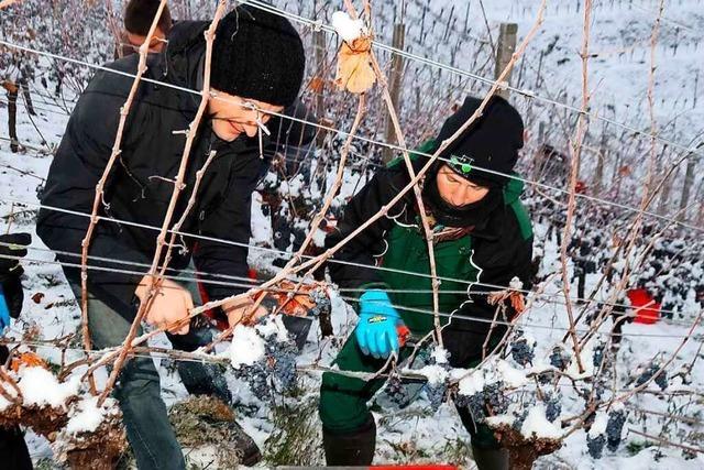 Winzer in der Ortenau freuen sich ber die Eisesklte