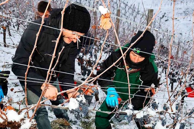 Die Oberkircher Winzer konnten in eine...uch in Ettenheim wurde Eiswein gelesen  | Foto: Roland Spether