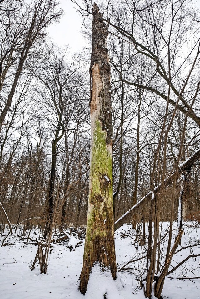 Toter Baum in einem Waldstck in Stuttgart-Zuffenhausen.  | Foto: Christoph Schmidt (dpa)