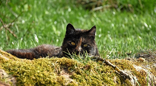 In Kirchzarten gibt es immer mehr freilebende Katzen.   | Foto: Jonas Hirt