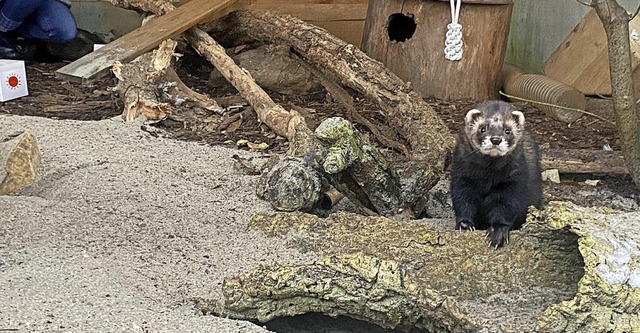 Dank der Faller-Azubis haben die Frettchen im Zoo ein neues Zuhause.  | Foto: Faller Packaging
