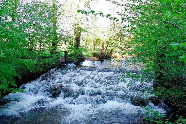 Die Krebspest im Dreisamtler Fluss Brugga bricht erneut aus