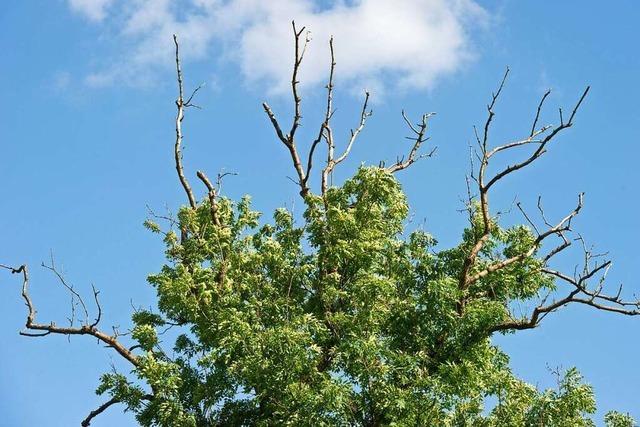 Das Eschentriebsterben macht dem Mahlberger Wald zu schaffen