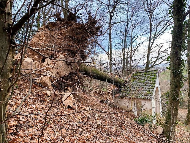 Die Eiche wurzelte in einem felsigen Gebiet.  | Foto: Alexander Hatt