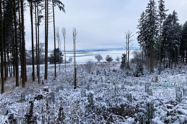 Auf dieser Flche im Wald von Hfingen... verschiedene Baumarten neu gepflanzt.  | Foto: Dora Schls