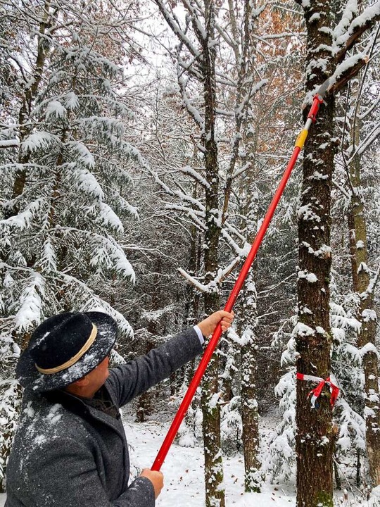 Landesfortminister Peter Hauk beim Ast...amm dicker wird und der Baum stabiler.  | Foto: Dora Schls