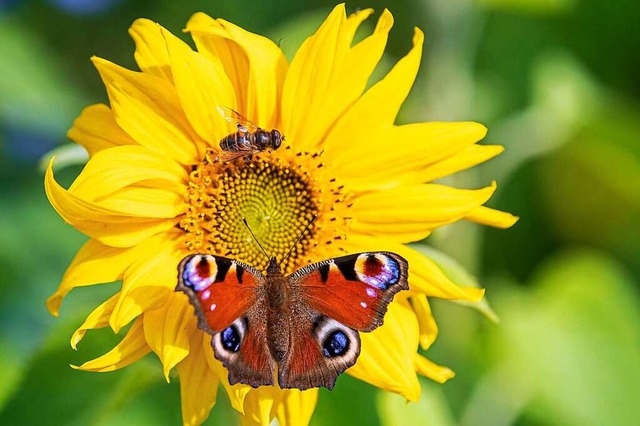 Ein Tagpfauenauge und eine Schwebfliege auf einer  Sonnenblume  | Foto: Sina Schuldt (dpa)