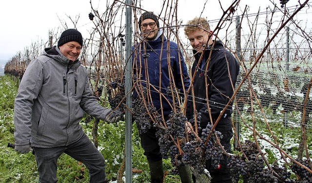 Letzte Begutachtung der Trauben wenige...tmller und Kellermeister Lars Mller.  | Foto: WG Knigschaffhausen-Kiechlinsbergen