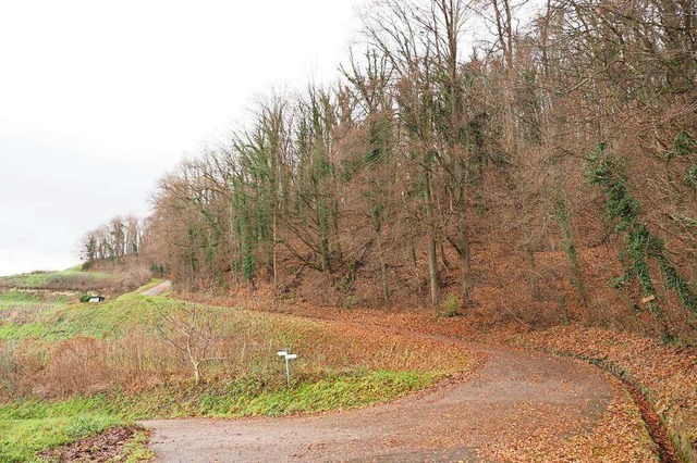 Die alten Buchen auf dem Haberberg bei Jechtingen sterben.  | Foto: Michael Haberer