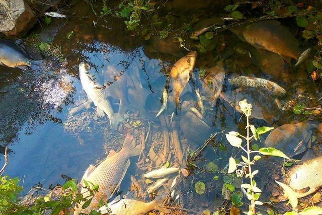 Der Fischbestand im Fluss Jagst hat sich bis heute nicht erholt