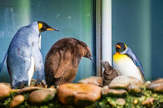 Auergewhnlicher Bruterfolg: Im Zoo B...nigspinguine drei Jungvgel aufziehen.  | Foto: Zoo Basel