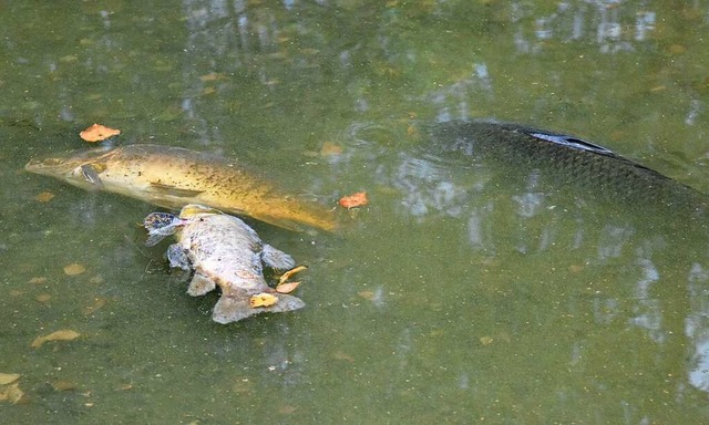 Im August starben viele Fische durch Blaualgenbefall des Niederwaldsees.  | Foto: Markus Zimmermann