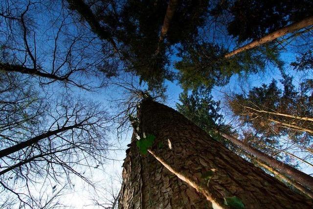 Herbolzheim sucht Strategien, um das Wasser lnger im Wald zu halten