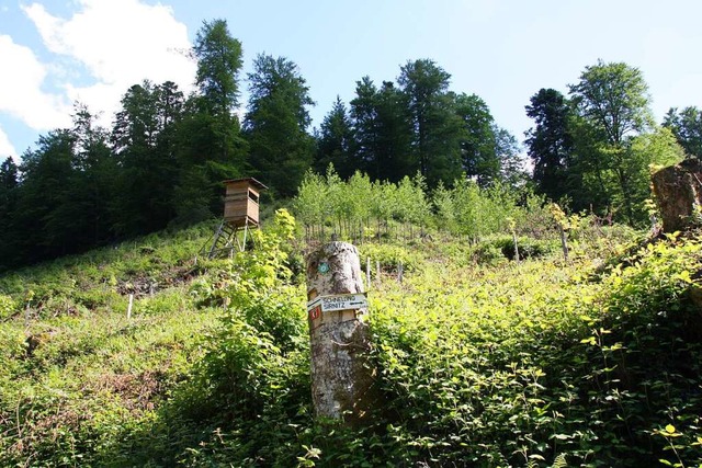 Im Forst wird stets Nachwuchs gepflanz...ergwald ber Sulzburg vor zehn Jahren.  | Foto: Silvia Faller