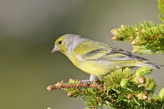 Der Zitronenzeisig taucht im  Hochschwarzwald nur noch vereinzelt auf.  | Foto: Vogelwarte Sempach