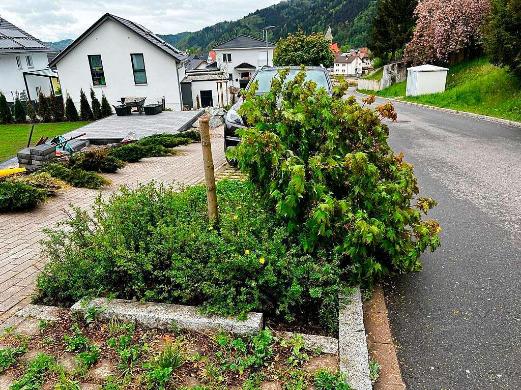 Immer wieder mit Vandalismus – hier mit abgesgten Bumen – hat die Gemeinde Gutach zu kmpfen