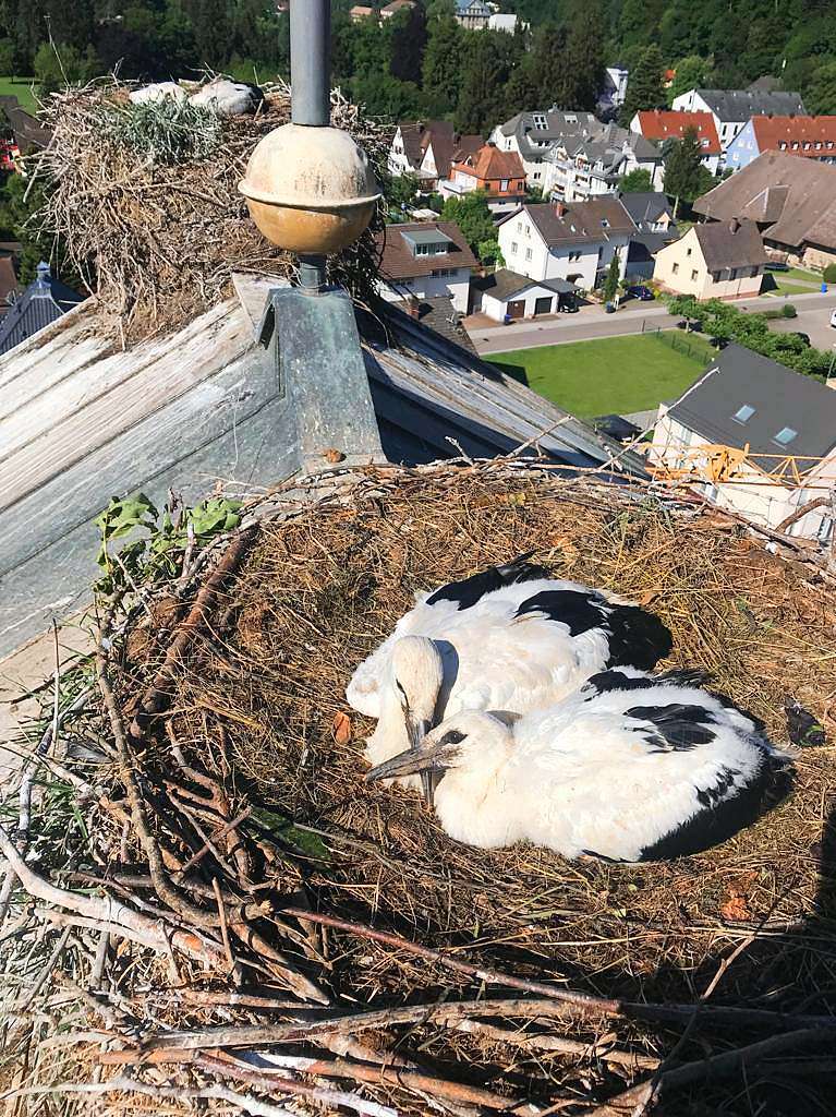 Die St.-Michael-Kirche in Gutach ist dicht mit Storchennestern besiedelt. Die Feuerwehr untersttzte die Beringungsaktion.