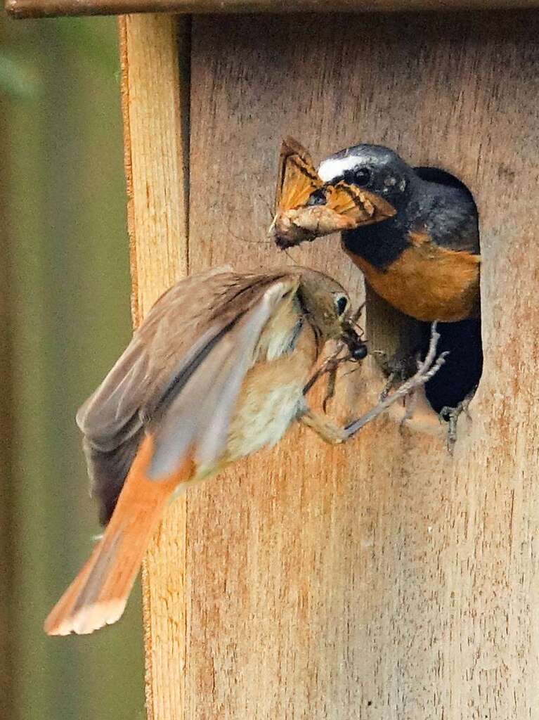 BZ-Leser Dietmar Kairies beobachtet Gartenrotschwnze am Vogelhuschen in seinem Garten.